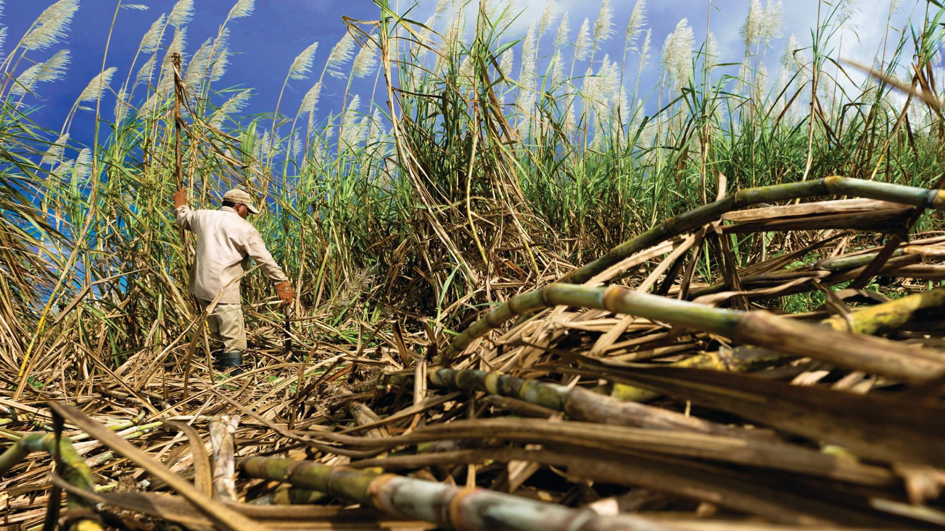 Sugarcane field wallpaper by samjaana - Download on ZEDGE™ | 26d9